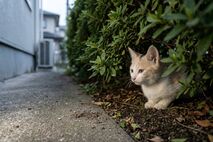 迷子猫が見つからないとき最初にすることは？最初の24時間の探し方と相談先を分かりやすく解説