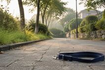 迷子犬がいなくなったら最初に何をする？探す範囲・連絡先・目撃情報の整理