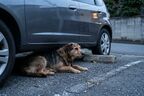 迷子犬の目撃情報がない場合の探し方は？優先して探す場所と対処法