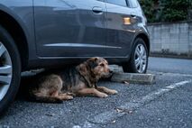 迷子犬の目撃情報がない場合の探し方は？優先して探す場所と対処法