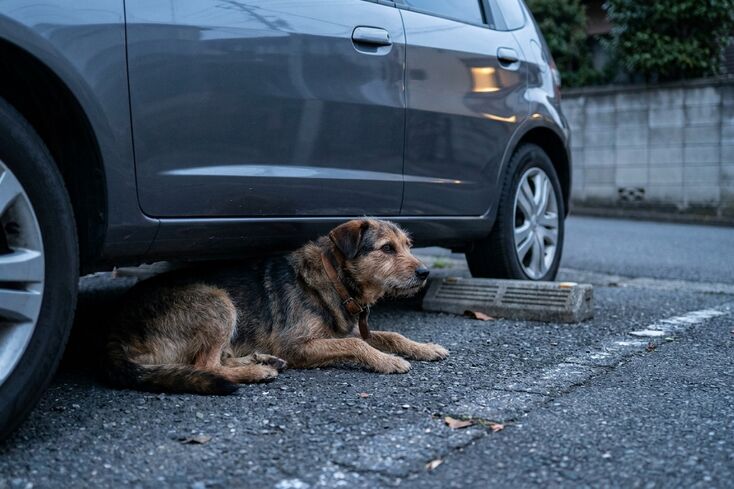 迷子犬の目撃情報がない場合の探し方は？優先して探す場所と対処法