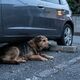 迷子犬の目撃情報がない場合の探し方は？優先して探す場所と対処法